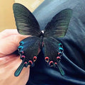 Artificial Chinese Butterfly Specimen – Home Decor & Gift Decorative Specimen Axl A4