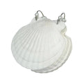 Natural Seashell Notebook – Loose-Leaf Blank Notepad for Students Novelty Notebook Axl White