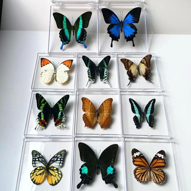 Artificial Chinese Butterfly Specimen – Home Decor & Gift Decorative Specimen Axl