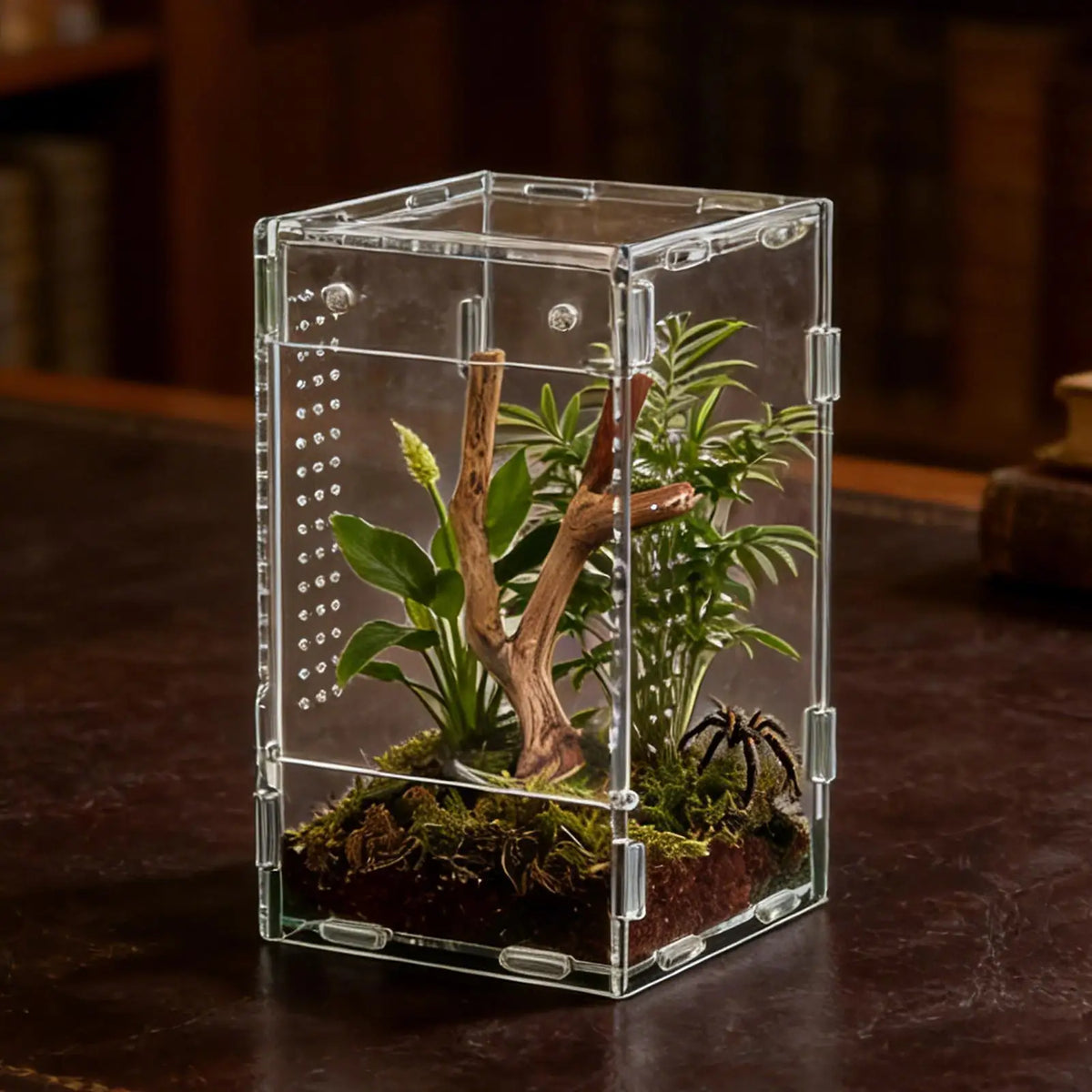 Acrylic Jumping Spider Enclosure – Escape-Proof Ventilated Tank Spider Enclosure Axl