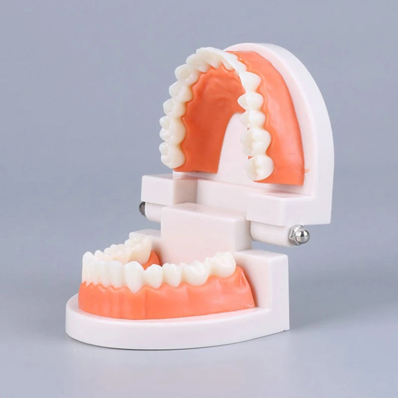 Adult Typodont Teeth Model – Dental Teaching Denture Display Dental Teaching Model Axl