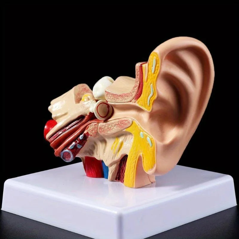 Human Ear Anatomy Model – 1.5x Life Size Teaching Tool Anatomy Teaching Model Axl