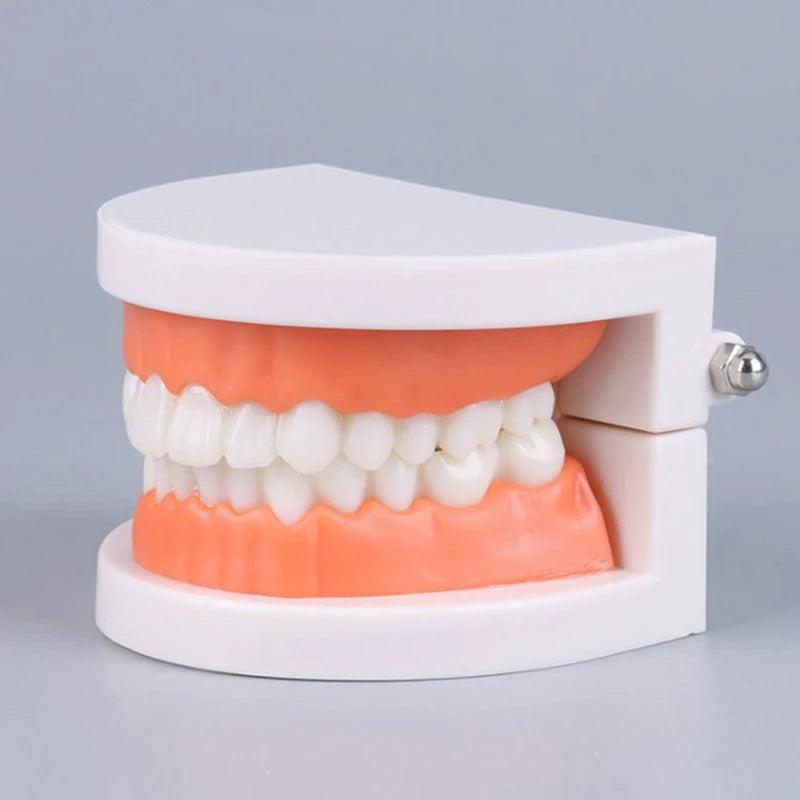 Adult Typodont Teeth Model – Dental Teaching Denture Display Dental Teaching Model Axl