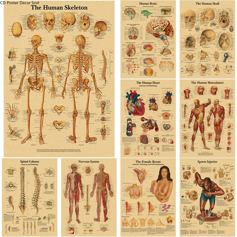 Retro Anatomy Skeleton Poster – Kraft Paper Wall Art A3/A4 Wall Art Poster Axl