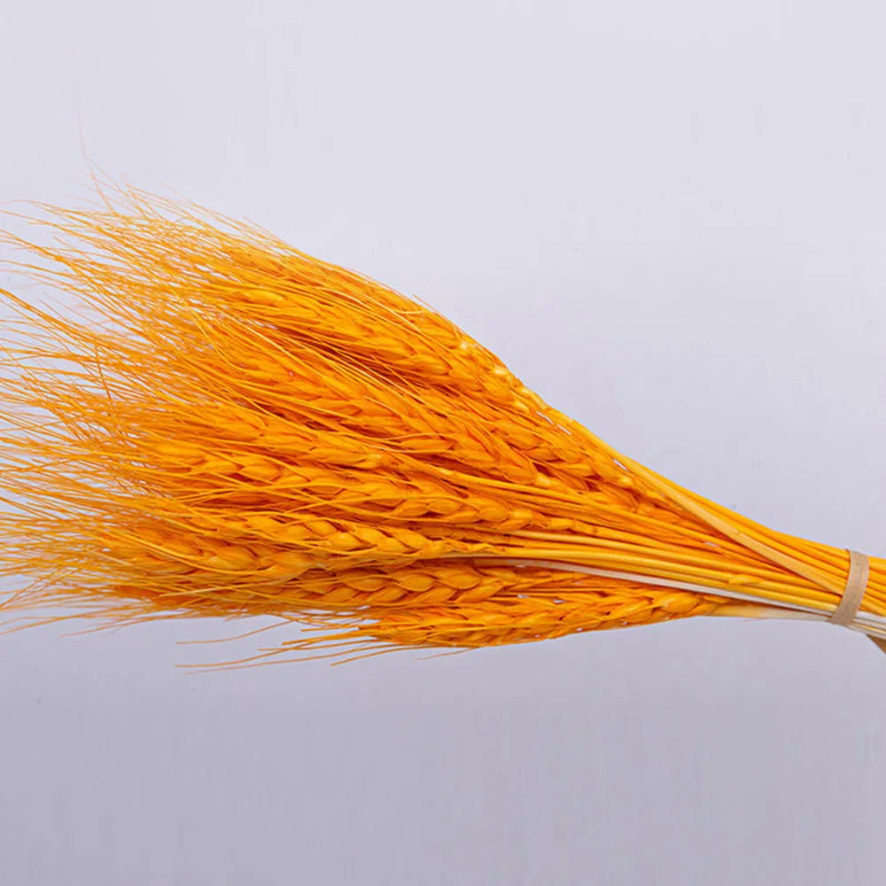 Natural Dried Wheat Spikes Bouquet – Boho Wedding & Home Decor Dried Flower Bouquet Axl Orange 150PCS