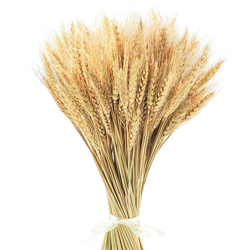 Dried Wheat Stalks 50/100/200 PCS – Natural Boho Home Decor Dried Flower Stems Axl 100PCS