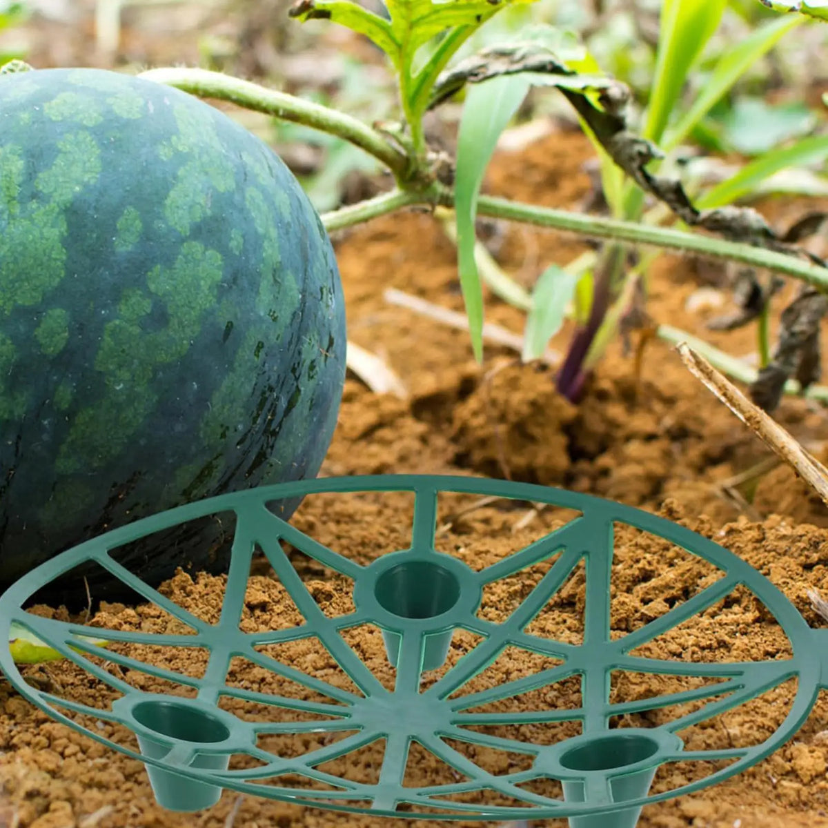 Fruit Support Tray – Watermelon Pumpkin Strawberry Cradle Fruit Support Tray Axl