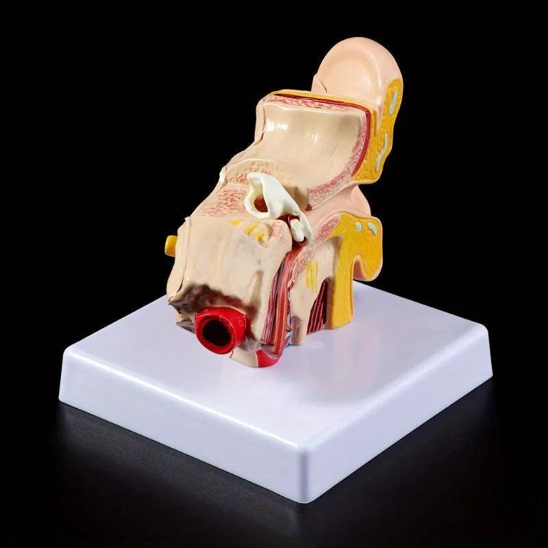 Human Ear Anatomy Model – 1.5x Life Size Teaching Tool Anatomy Teaching Model Axl