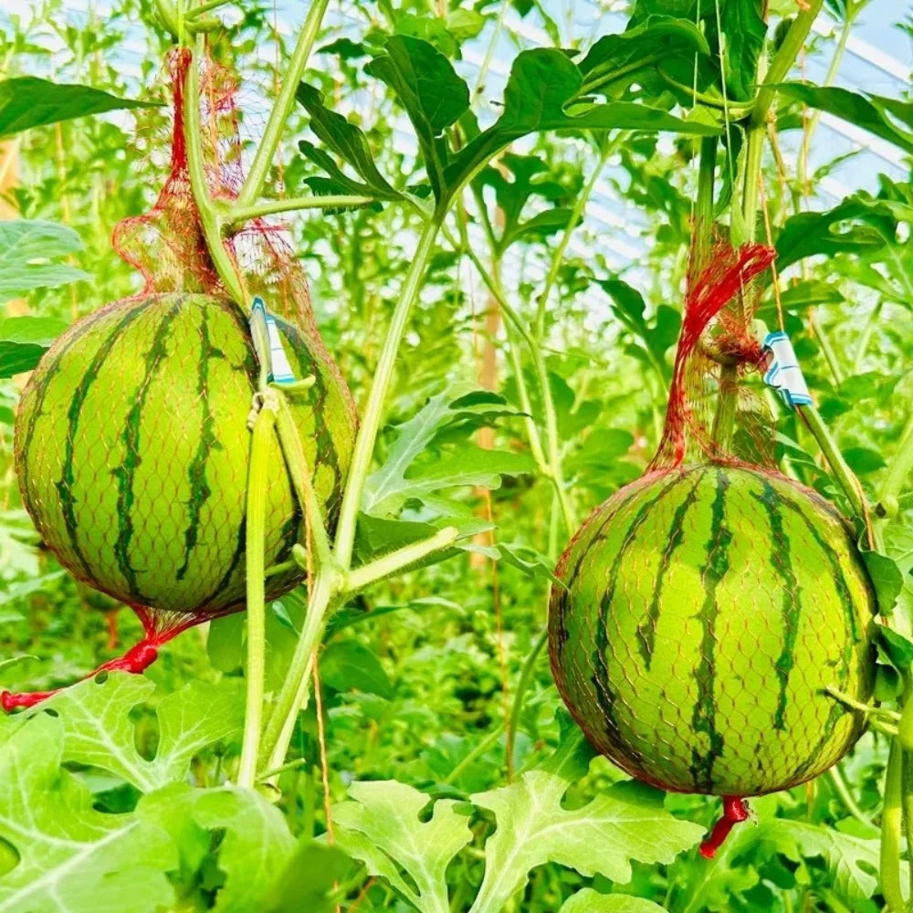 100 Pcs Fruit Hanging Net Bags – Melon, Pumpkin & Watermelon Fruit Support Nets Axl