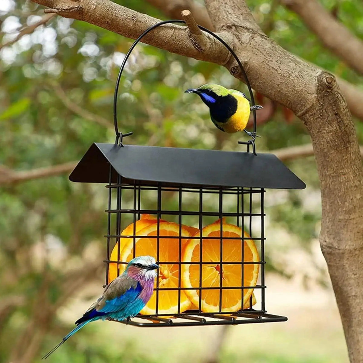 Metal Cage Suet Bird Feeder – Squirrel Proof Outdoor Station Suet Bird Feeder Axl