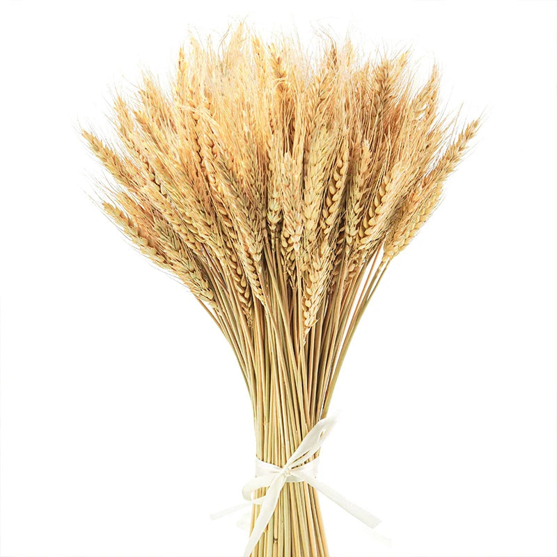 Dried Wheat Stalks 50/100/200 PCS – Natural Boho Home Decor Dried Flower Stems Axl 50PCS