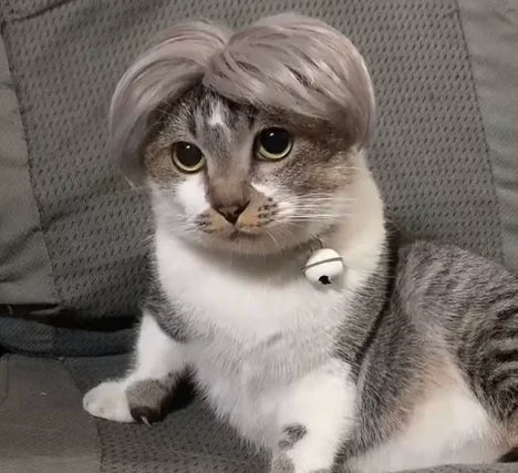 Funny Pet Bob Wig for Cats & Dogs – Halloween Cosplay Pet Costume Wig Axl GRAY