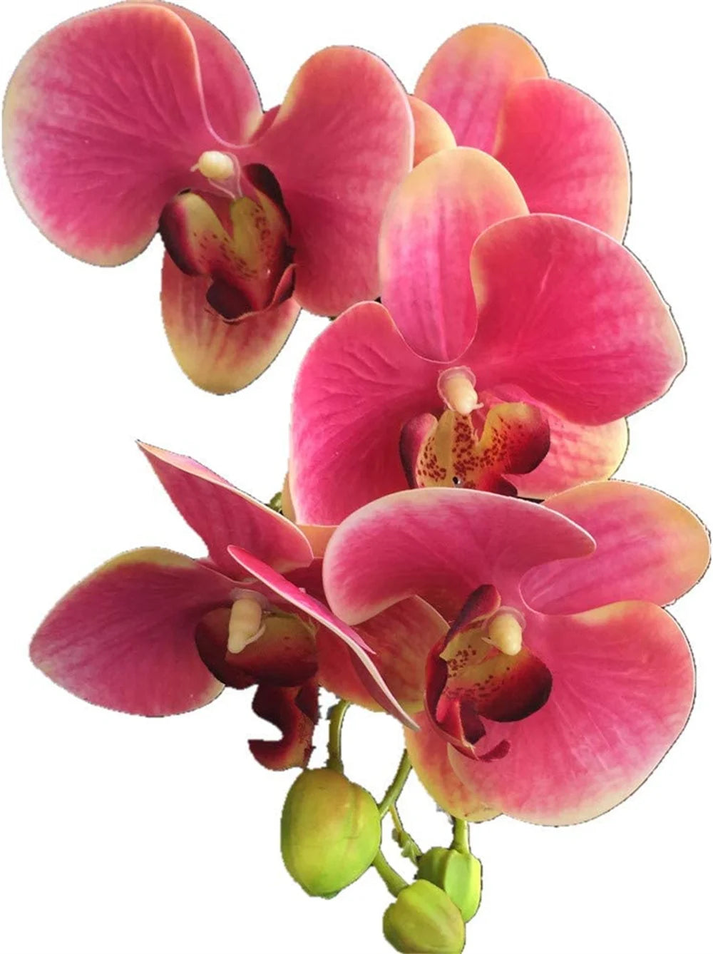 5-Head Real Touch Artificial Phalaenopsis Orchid Branch | 68cm Artificial Flower Branch Axl