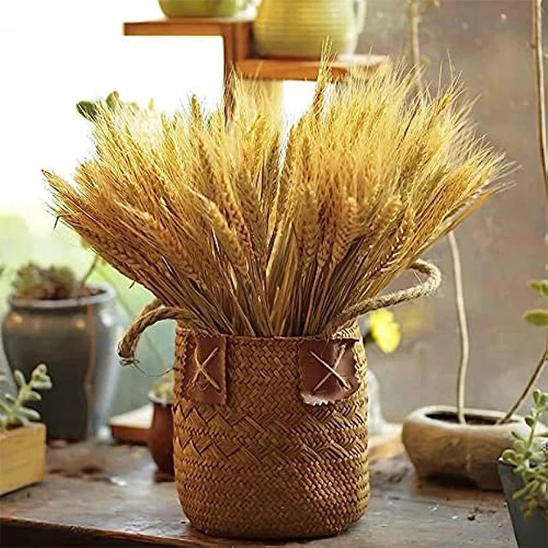 Dried Wheat Spikes Bouquet – Boho Home & Wedding Decor Dried Flower Bouquet Axl