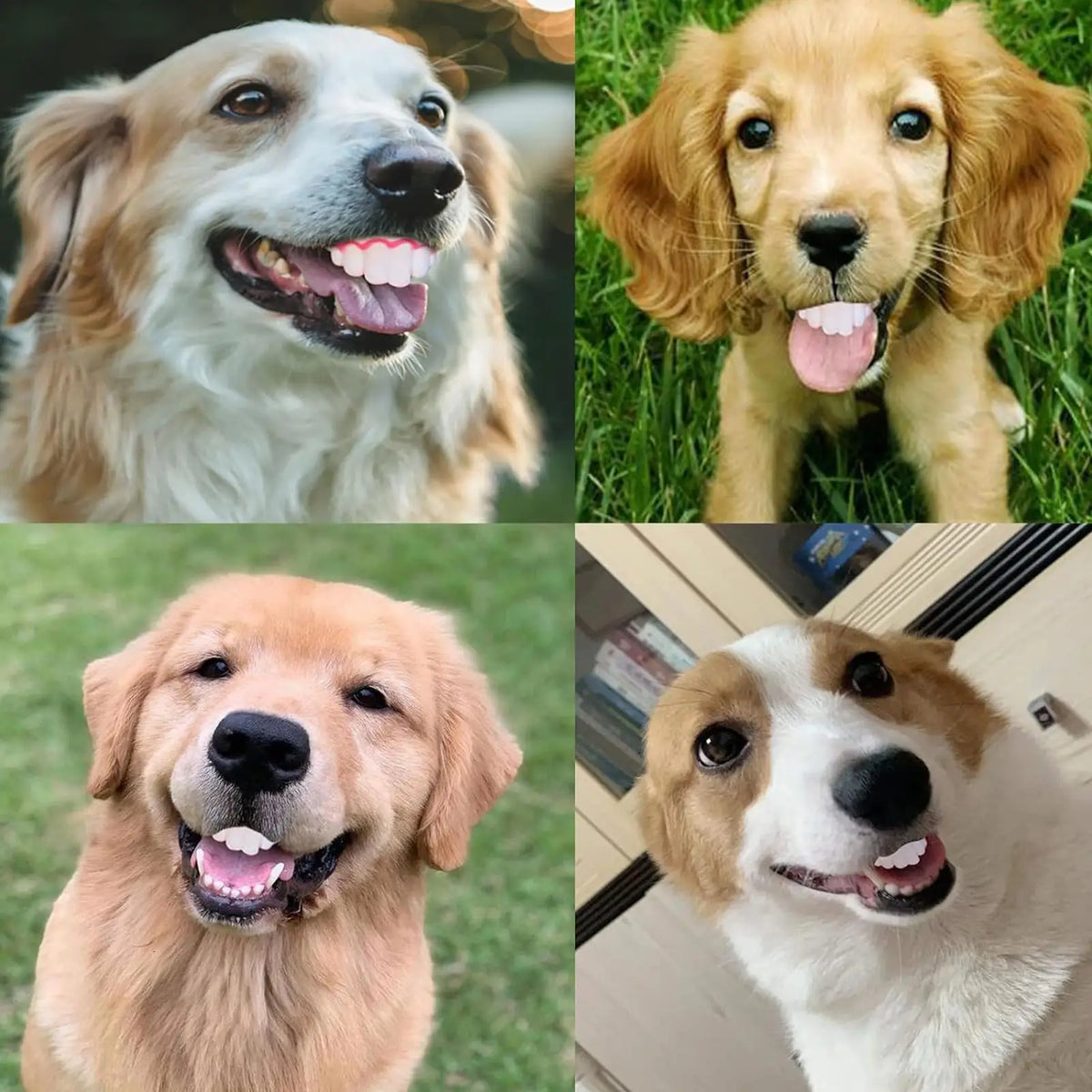 Funny Dog Fake Teeth Toy – Rabbit Buck Teeth Cosplay Prop Pet Costume Prop Axl