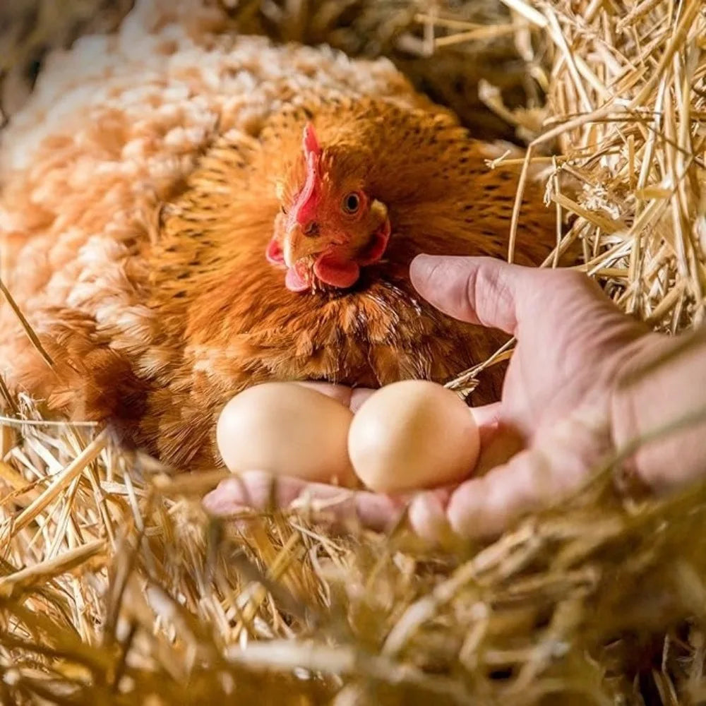 5-Pack Plastic Fake Nest Eggs – Encourage Hens to Lay Poultry Nest Eggs Axl
