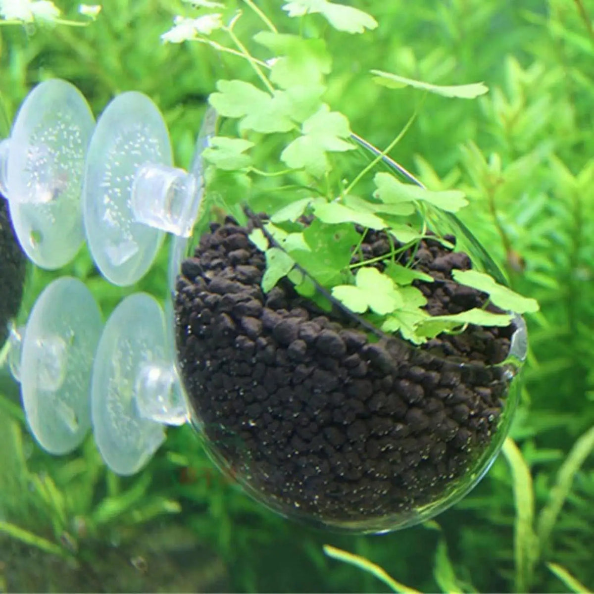 Aquarium Glass Plant Pot with Suction Cups | Fish Tank Planter Aquarium Plant Pot Axl