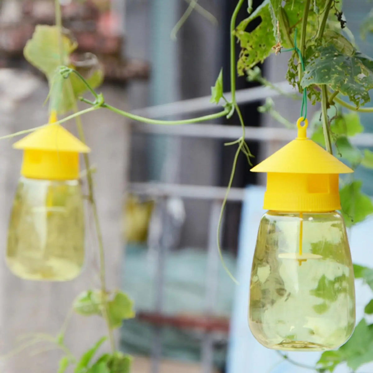 KITPIPI Yellow Fruit Fly Trap – Outdoor Garden Insect Catcher Insect Trap Axl