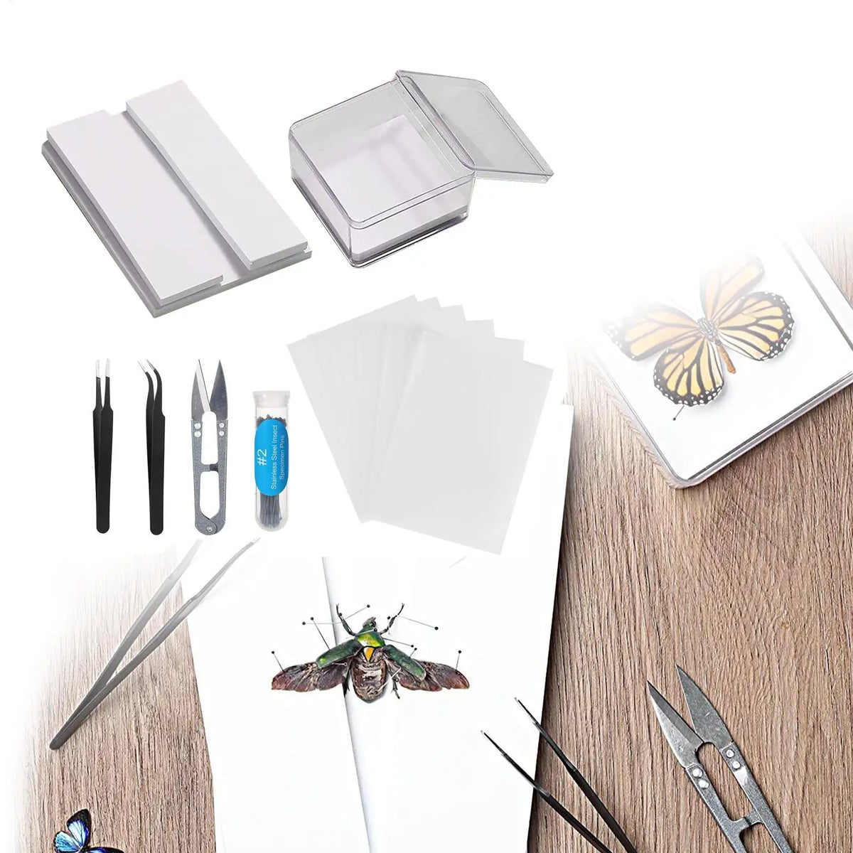 DIY Butterfly Specimen Kit – Insect Pin Wing Board Display Set Specimen Display Kit Axl