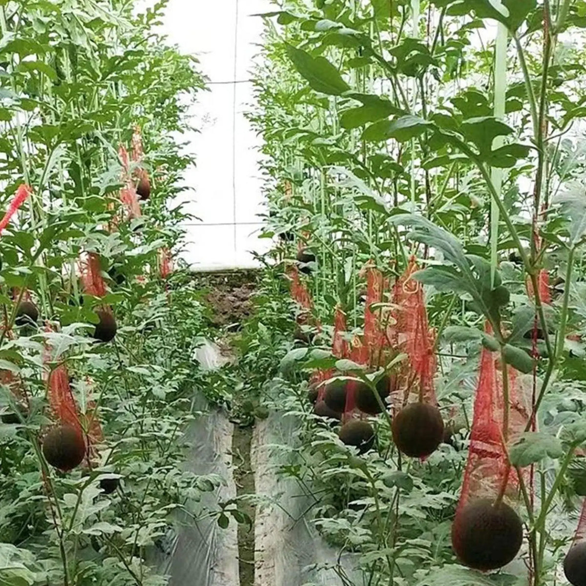 100 PCS Watermelon Net Bags – Drawstring Mesh Hammock Cradles Garden Fruit Net Bags Axl