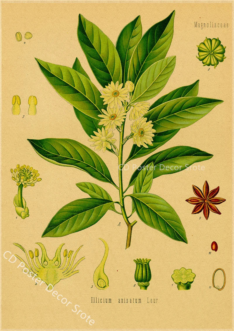 Botanical Medicinal Plants Vintage Kraft Paper Poster | Wall Art Wall Art Poster Axl 18 A3 16.5x11.8inch