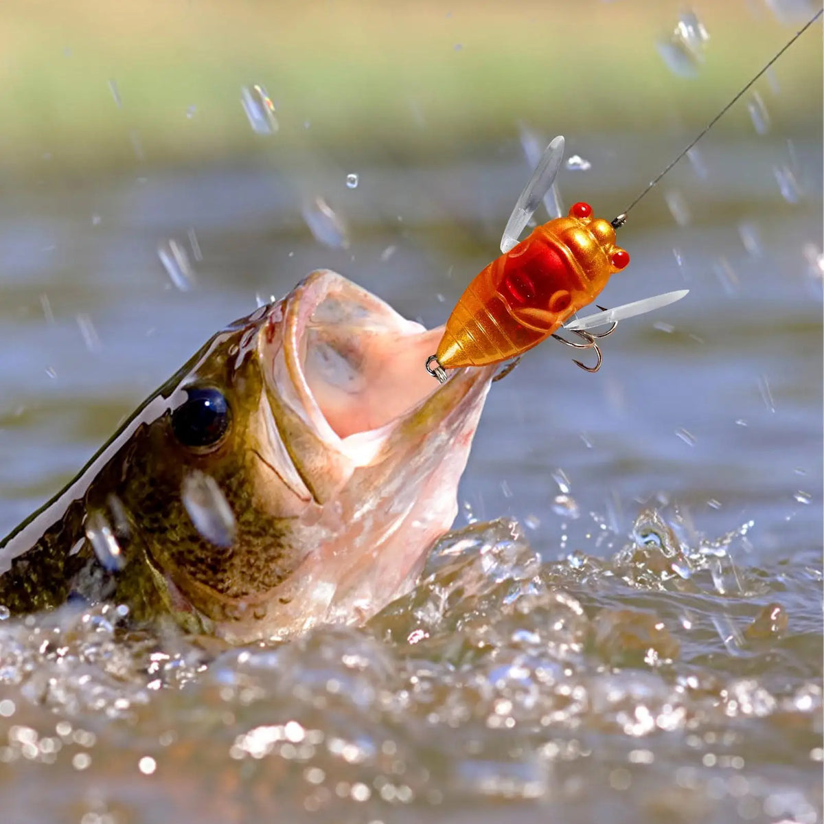 Cicada Topwater Fishing Lure – Hard Bait with Treble Hooks Topwater Fishing Lure Axl