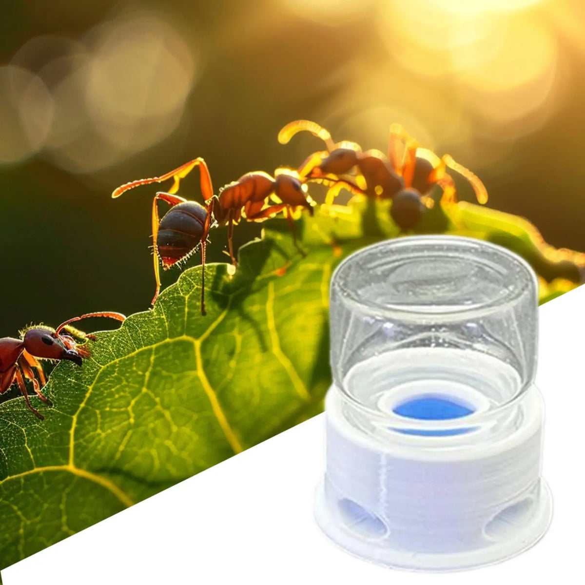 12ml Transparent Ant Water Feeder – Anti-Drowning Step Design Insect Water Feeder Axl